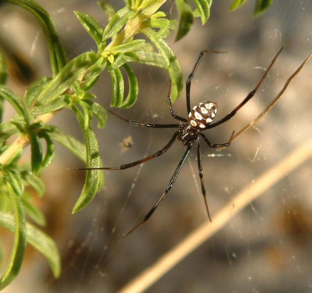 Male Latrodectus tredecimguttatus