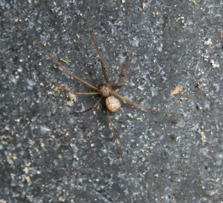 Floronia bucculenta