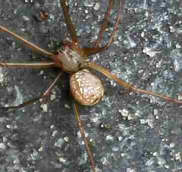 Floronia bucculenta