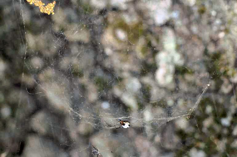 Frontinellina frutetorum