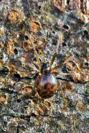Lepthyphantes tenuis