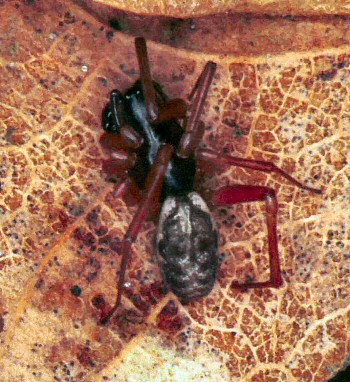 Linyphia hortensis