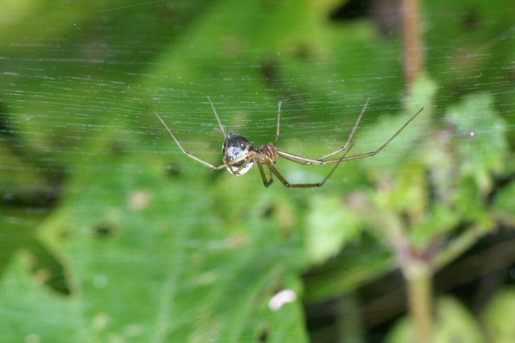Linyphia triangularis