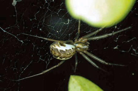 Pityohyphantes phrygianus