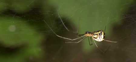 Frontinellina frutetorum