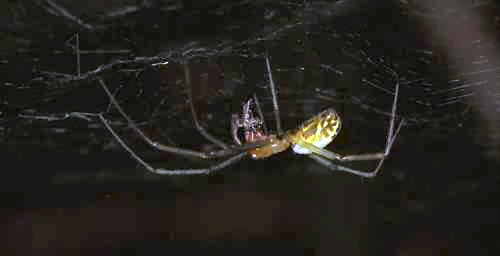 Neriene radiata