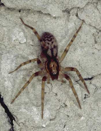 Liocranum rupicola