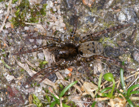 Arctosa leopardus