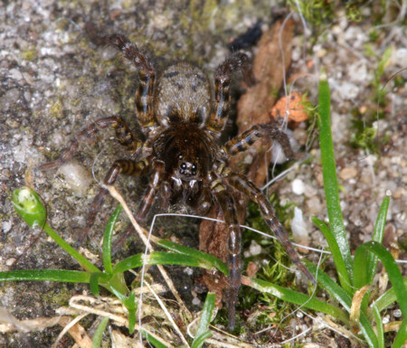 Arctosa leopardus