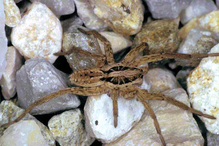 Hogna radiata