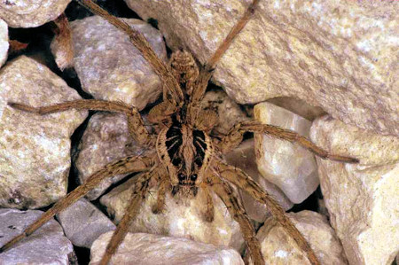 Hogna radiata