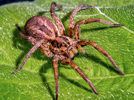 Hogna radiata