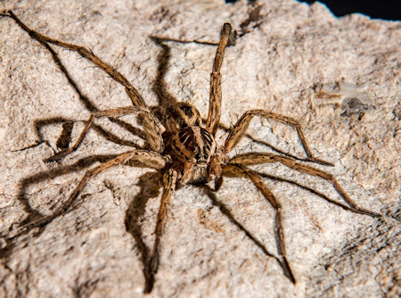 Hogna radiata