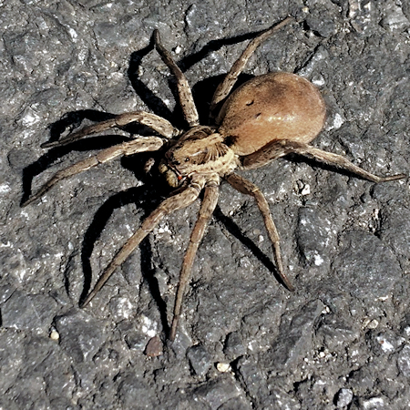 Hogna radiata