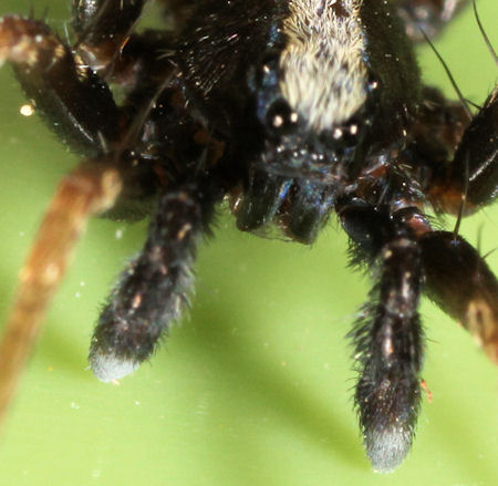 Pardosa lugubris 