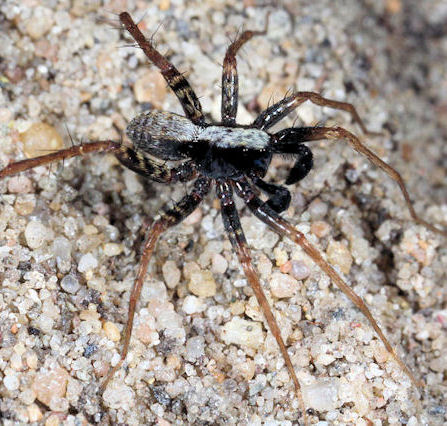 Pardosa lugubris 