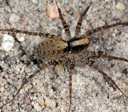 Pardosa lugubris 