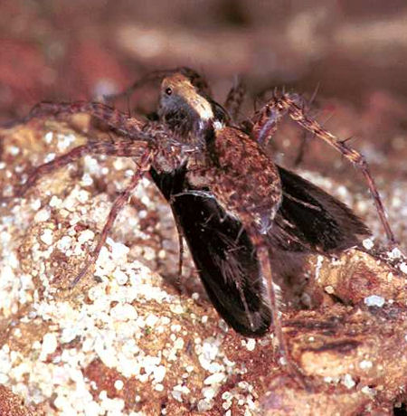 Pardosa lugubris 