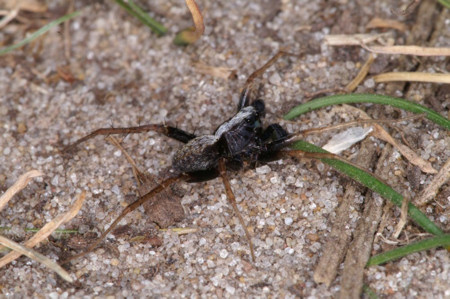 Pardosa saltans