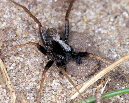 Pardosa saltans