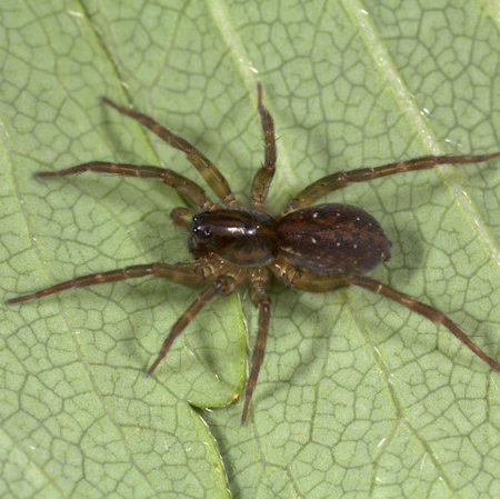 Pirata hygrophilus