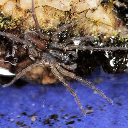 Pirata hygrophilus