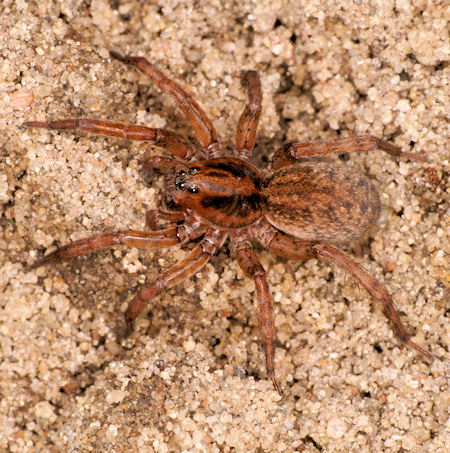Trochosa terricola 