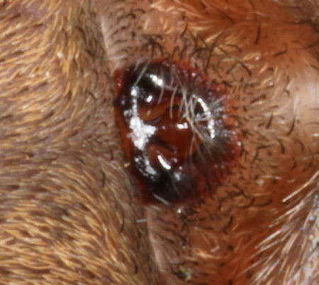 Trochosa terricola 