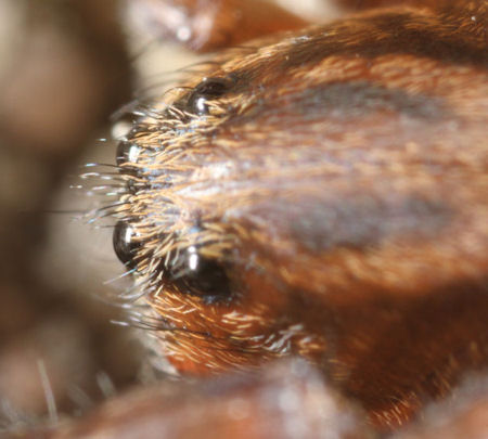 Trochosa terricola 