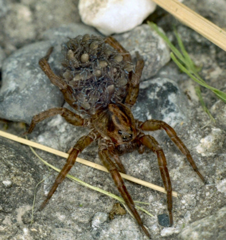 Trochosa terricola 