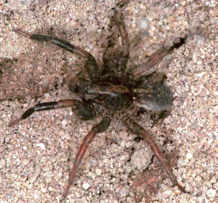 Trochosa terricola 