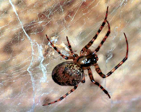Meta merianae