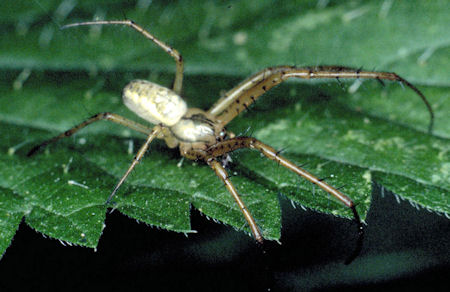 Metellina mengei