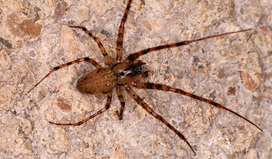 Meta merianae 
