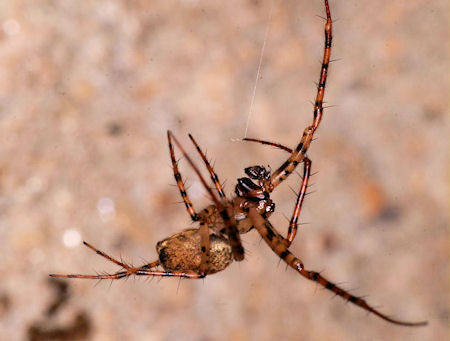Meta merianae 