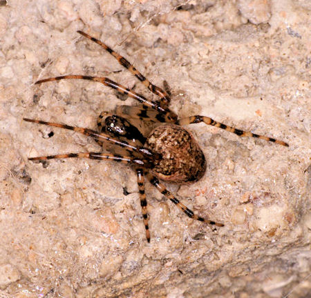Meta merianae 