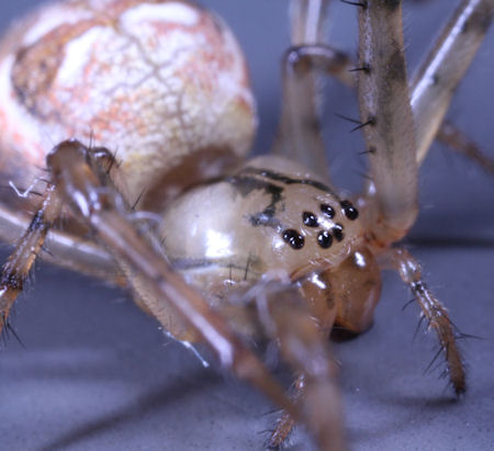 Metellina segmentata 