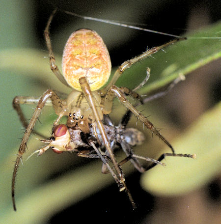 Metellina segmentata 