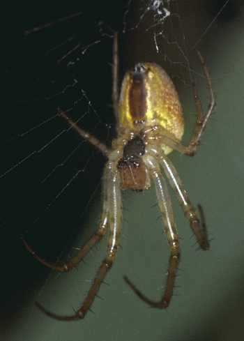 Metellina segmentata 