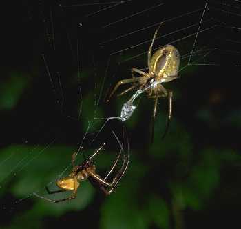 Metellina segmentata male and female