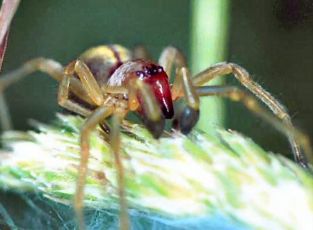 Cheiracanthium erraticum 