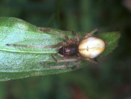 Cheiracanthium erraticum 