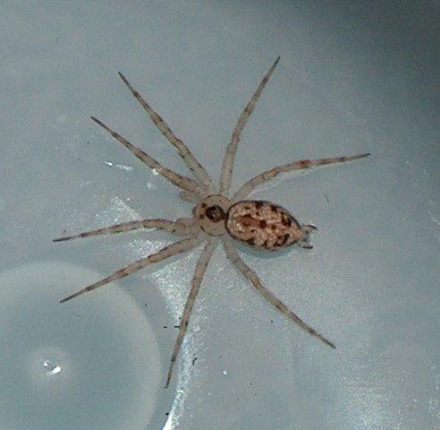 Oecobius navus