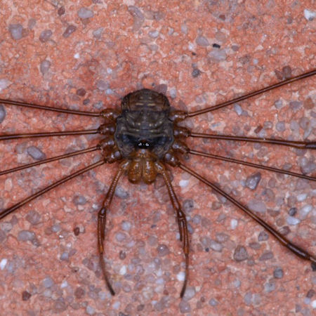 Dicranopalpus ramosus
