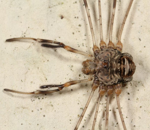 Dicranopalpus ramosus