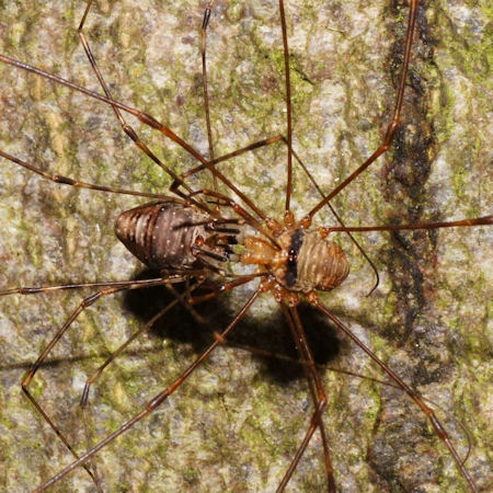 Dicranopalpus ramosus