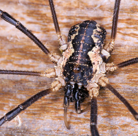 Mitopus morio