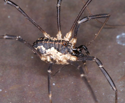 Mitopus morio
