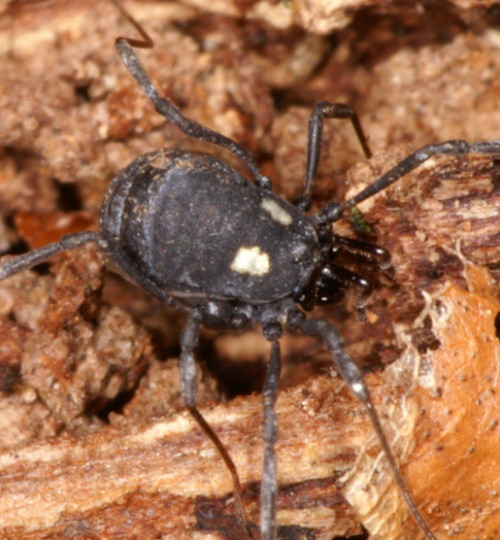 Nemastoma lugubre