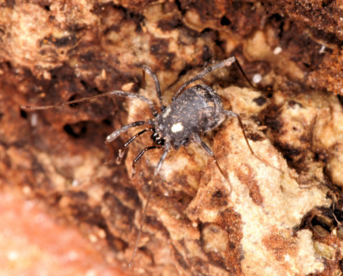 Nemastoma lugubre